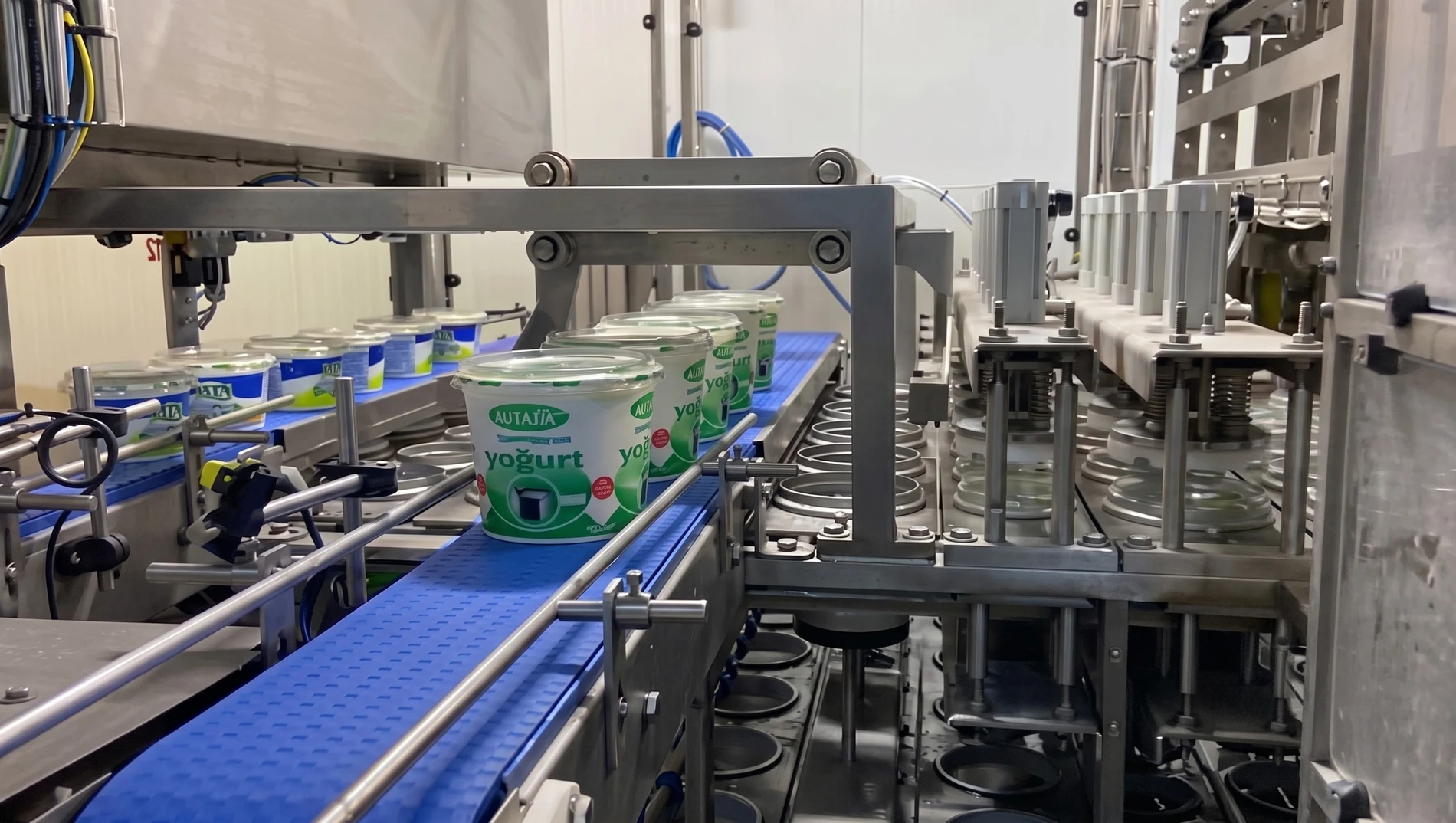 Finished yogurt cups on conveyor belt — dual-format line